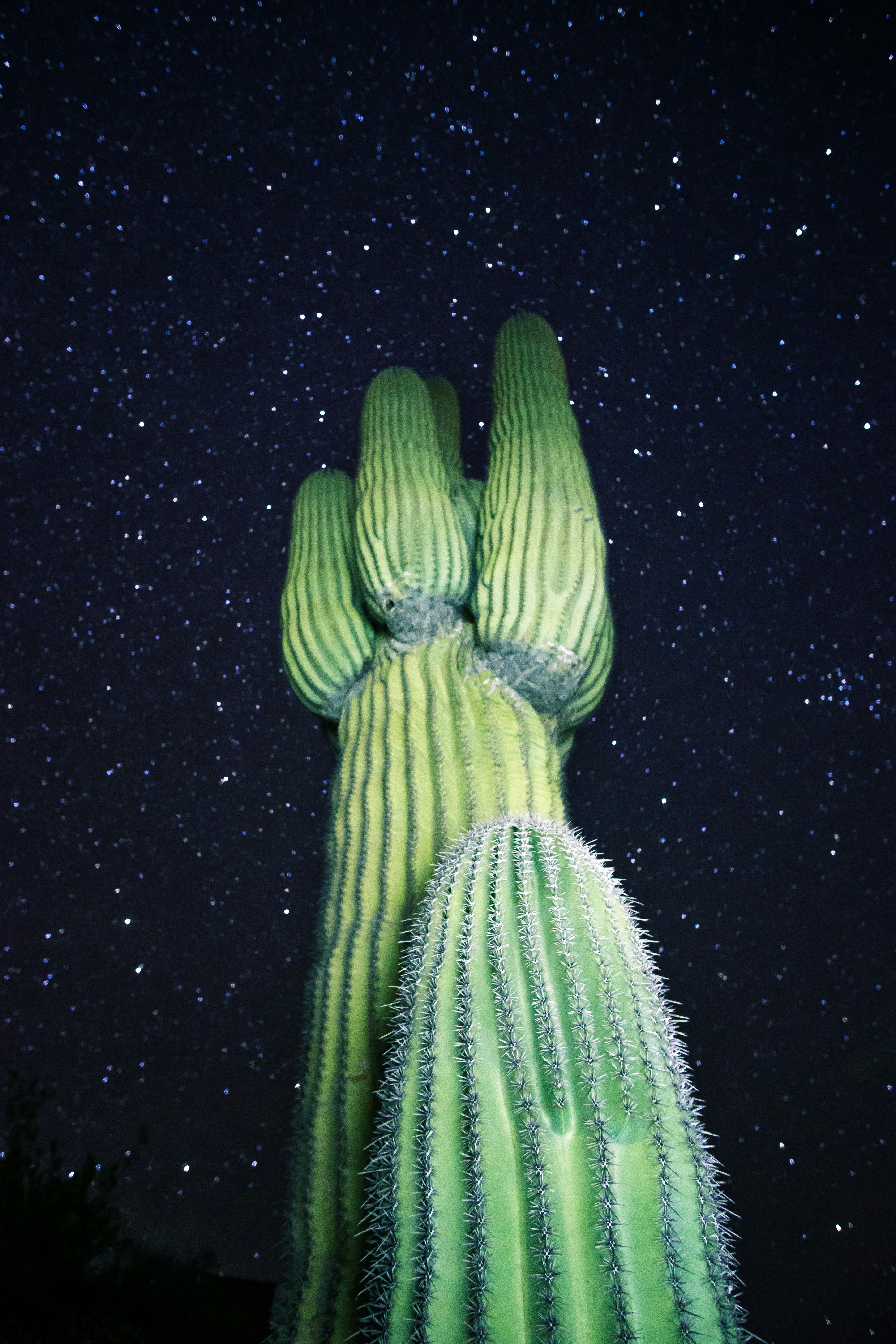 green and white cactus illustration